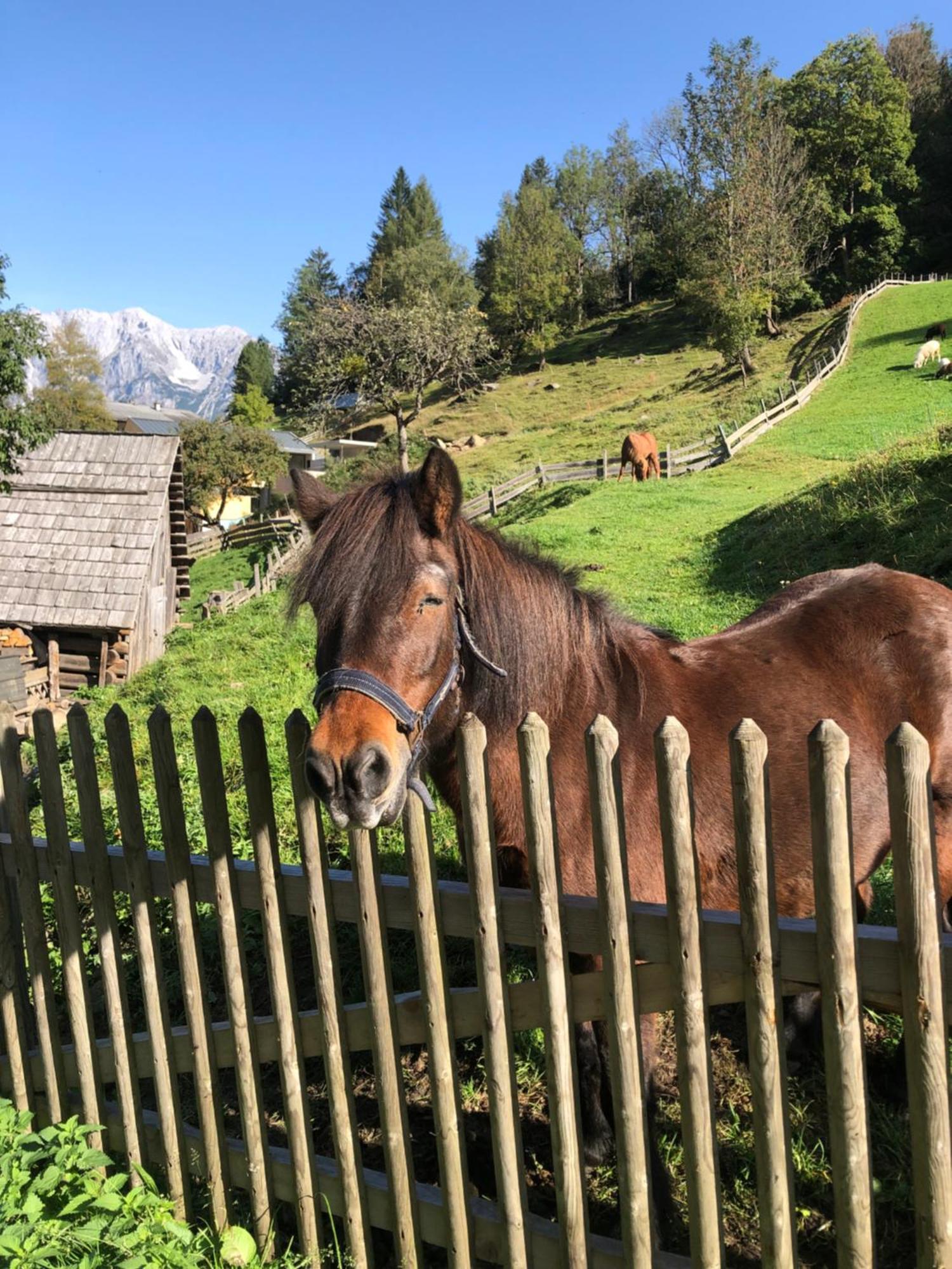 Auerhof Βίλα Schladming Εξωτερικό φωτογραφία
