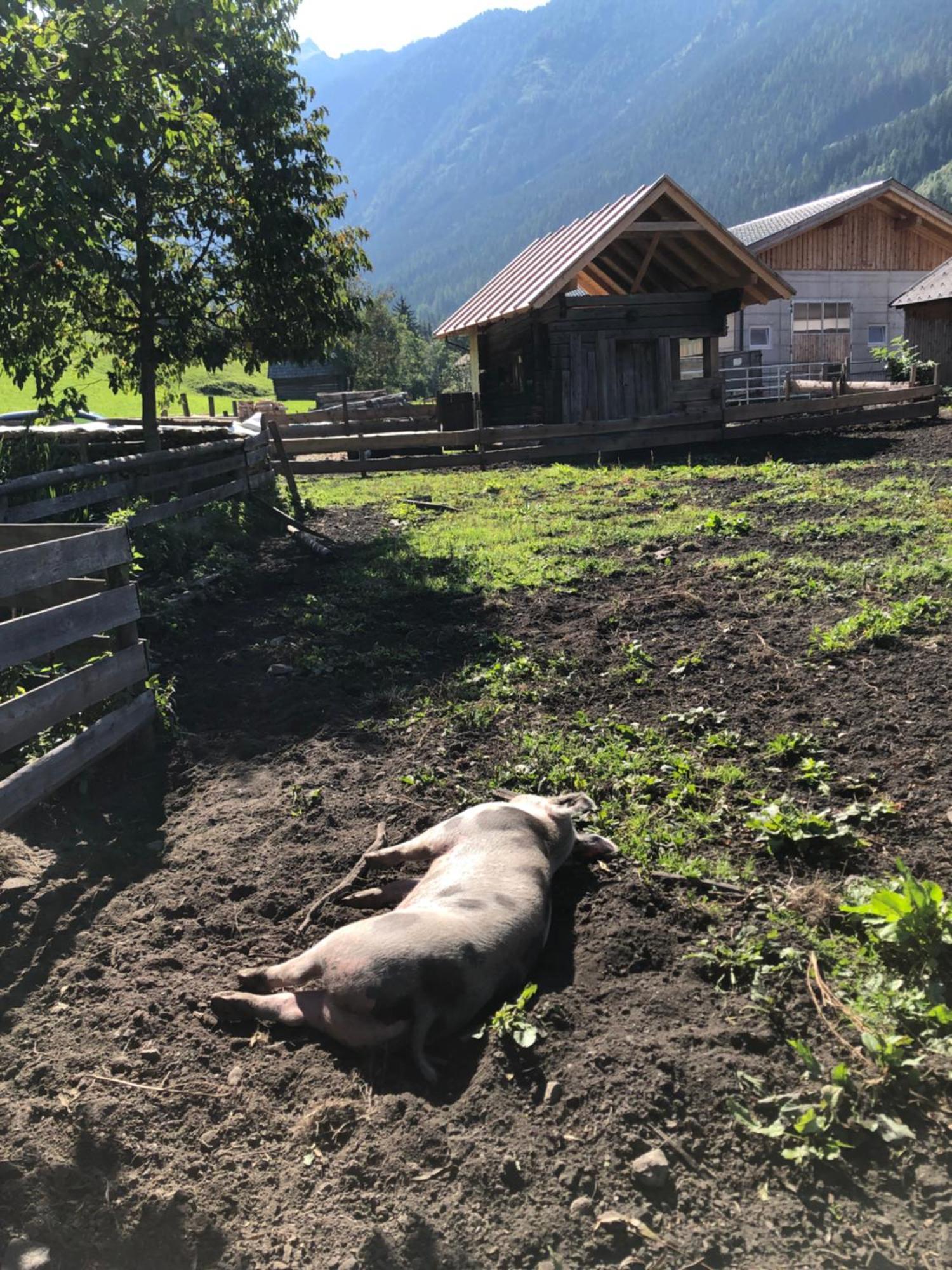 Auerhof Βίλα Schladming Εξωτερικό φωτογραφία