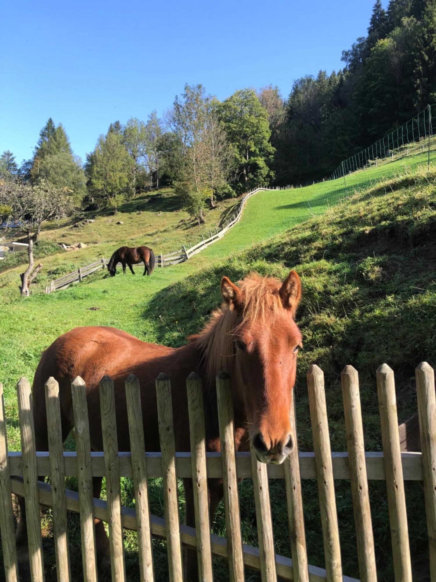 Auerhof Βίλα Schladming Εξωτερικό φωτογραφία