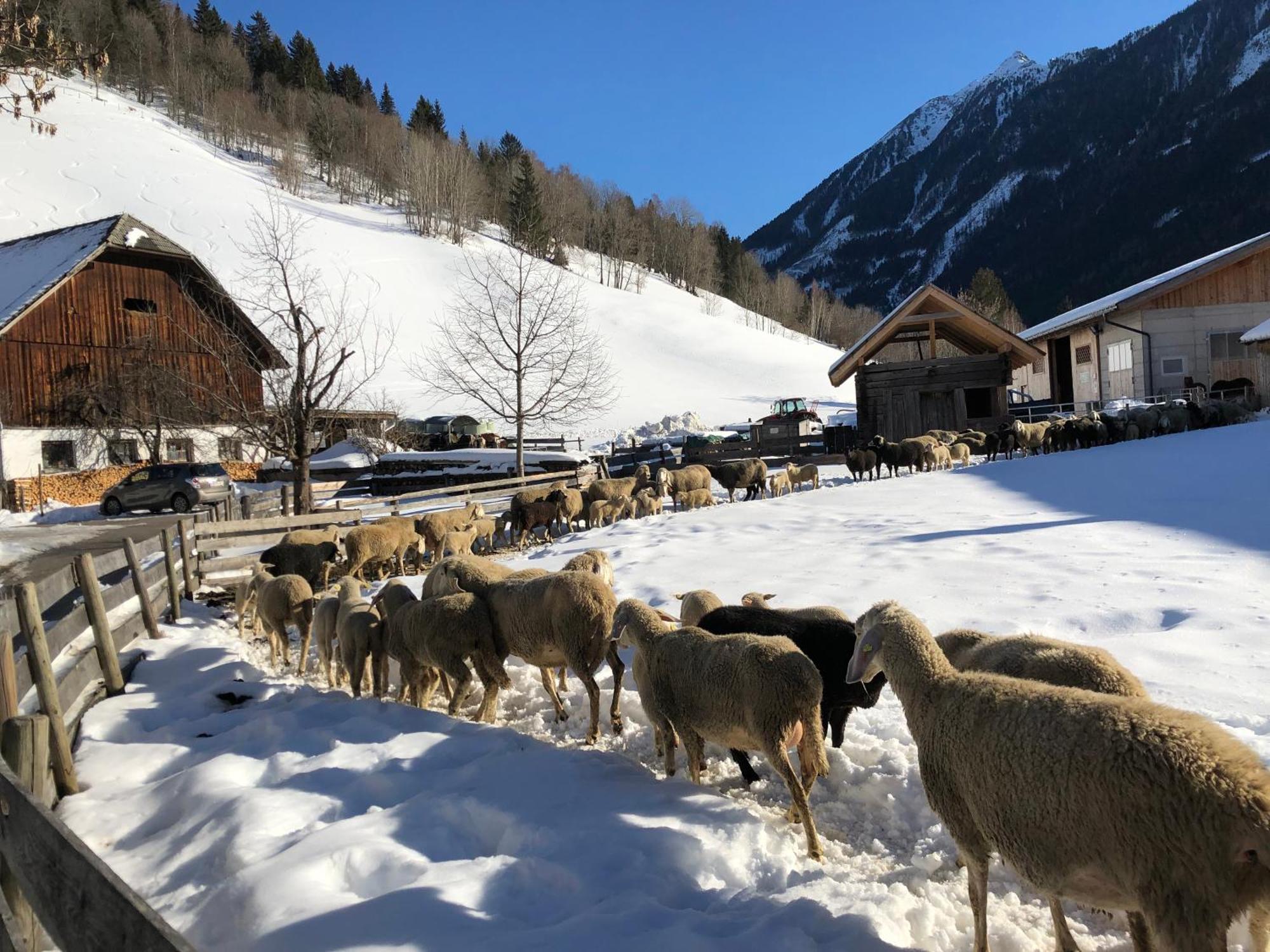 Auerhof Βίλα Schladming Εξωτερικό φωτογραφία